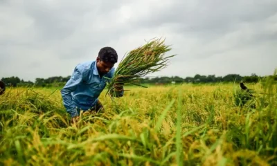 ধানের দাম নাই। কিন্তু কৃষি খরচ বেশি।