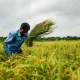 ধানের দাম নাই। কিন্তু কৃষি খরচ বেশি।