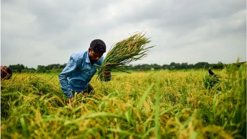 ধানের দাম নাই। কিন্তু কৃষি খরচ বেশি।