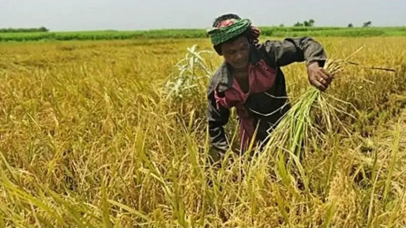 এবার ছয় লাখ টন ধান সংগ্রহ করবে সরকার