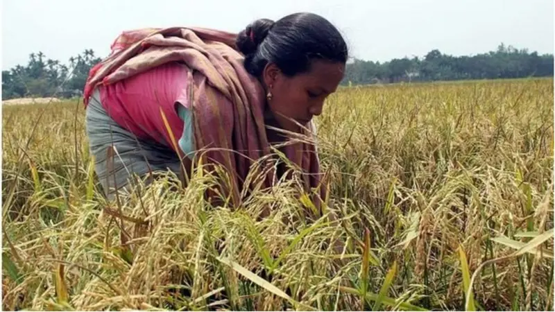  ধান সংগ্রহ অভিযানে প্রায়শই নানা অনিয়মের খবর পাওয়া যায়