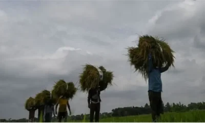 এবারই প্রথম সরকার সরাসরি কৃষকের কাছ থেকে ধান কিনবে