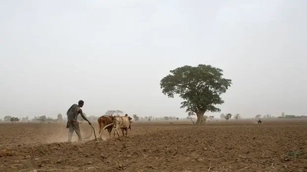 আবাদি জমির প্রয়োজনীয়তার সাথে ভারসাম্য রেখেই গাছের চারা রোপন করতে হবে।