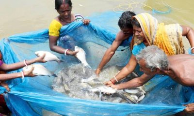 লাভের মুখ দেখাচ্ছে ‘জলপরী’