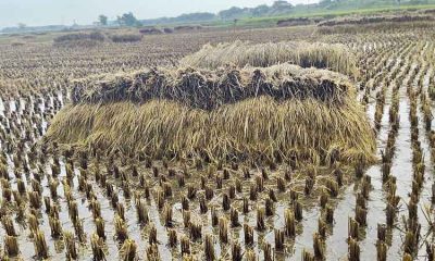 প্রকৃতির মার থেকে বাঁচতে ‘বিমা’য় জোর