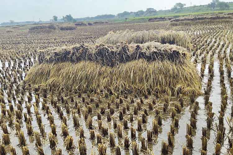 প্রকৃতির মার থেকে বাঁচতে ‘বিমা’য় জোর