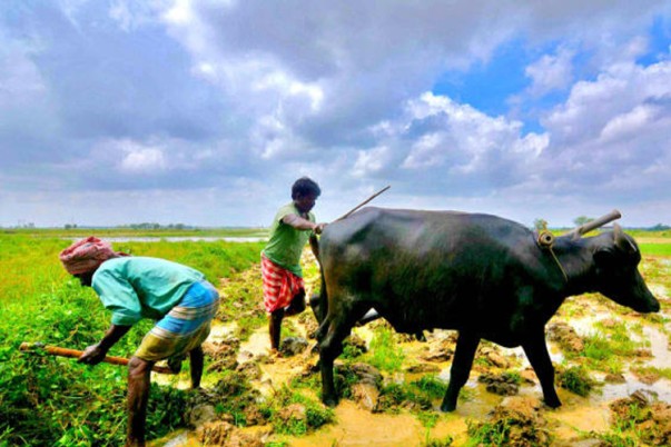 মাটিতে অম্লত্ব, কমছে ফলনও