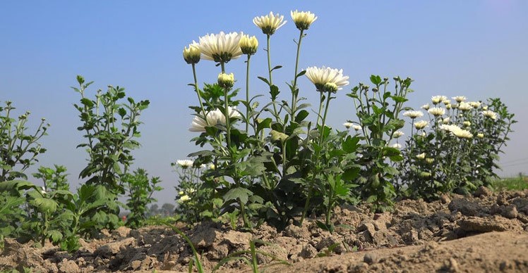 চন্দ্রমল্লিকা চাষের নিয়ম-কানুন