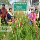 যে কোনো মাটিতে গ্লাডিওলাস চাষ