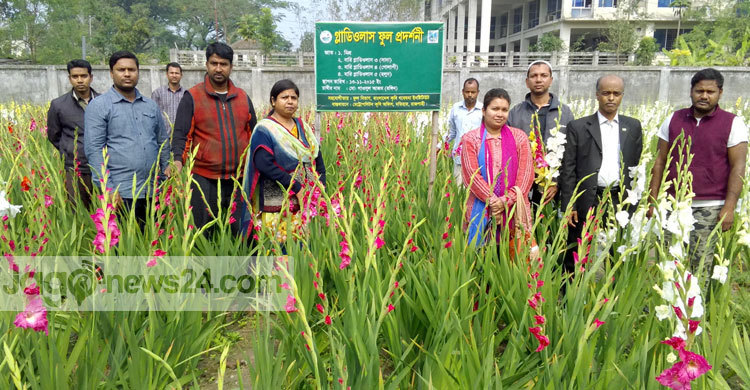  যে কোনো মাটিতে গ্লাডিওলাস চাষ 