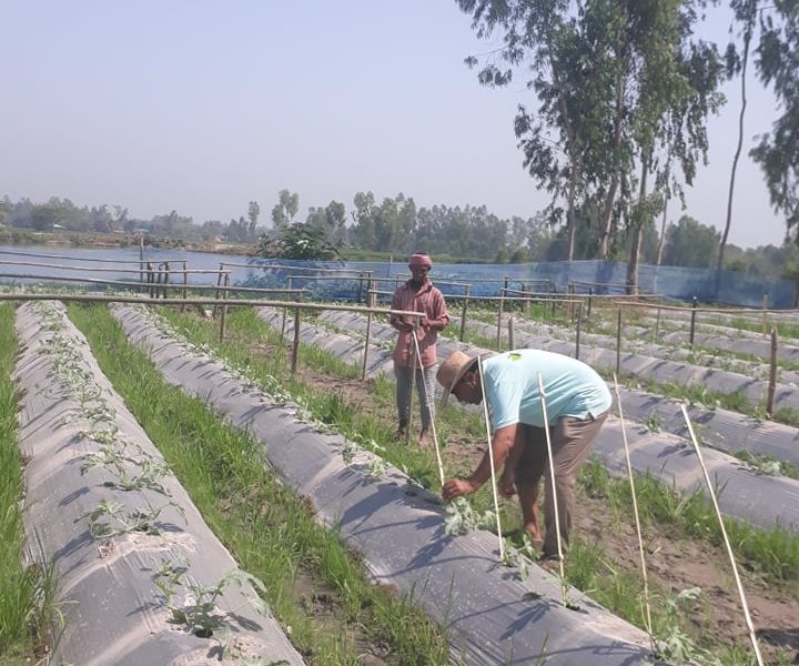 জয়পুরহাটের পাঁচবিবিতে লাভজনক চায়না তরমুজের চাষ