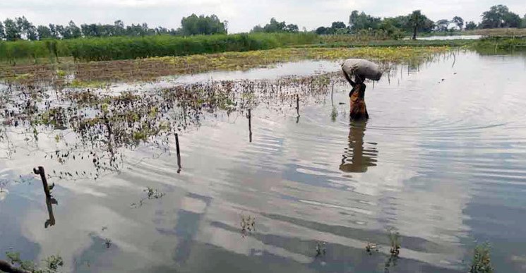 নওগাঁয় বন্যায় মাছ ও ফসলের ক্ষতি ৭২ কোটি টাকা