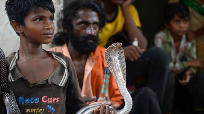 সাপের কামড়ে ভারতে 'দশ লাখের বেশি' মানুষের মৃত্যু