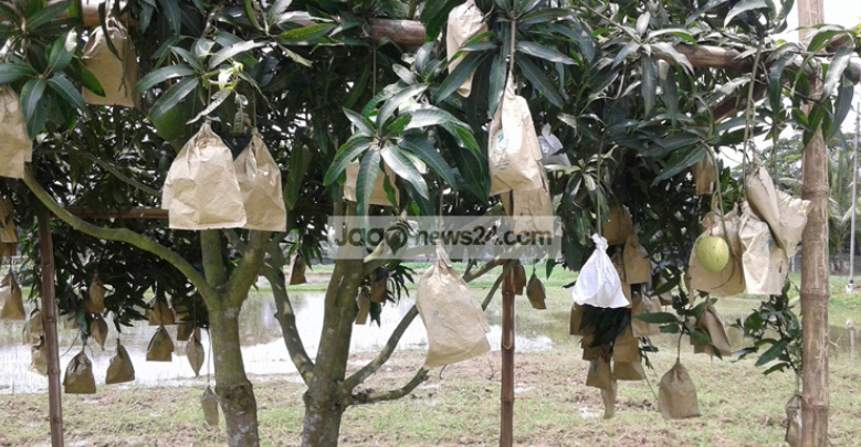 বিদেশি ফল চাষে সফল পটুয়াখালী