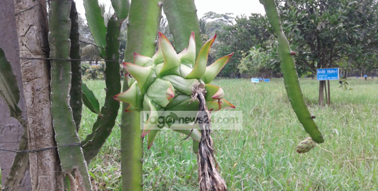 বিদেশি ফল চাষে সফল পটুয়াখালী