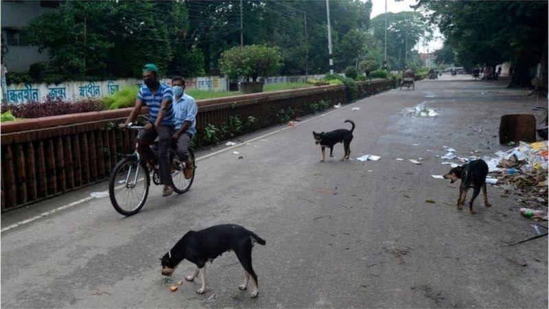 ঢাকার রাস্তায় যত্র-তত্র কুকুরদের ঘুরে বেড়াতে দেখা যায়।