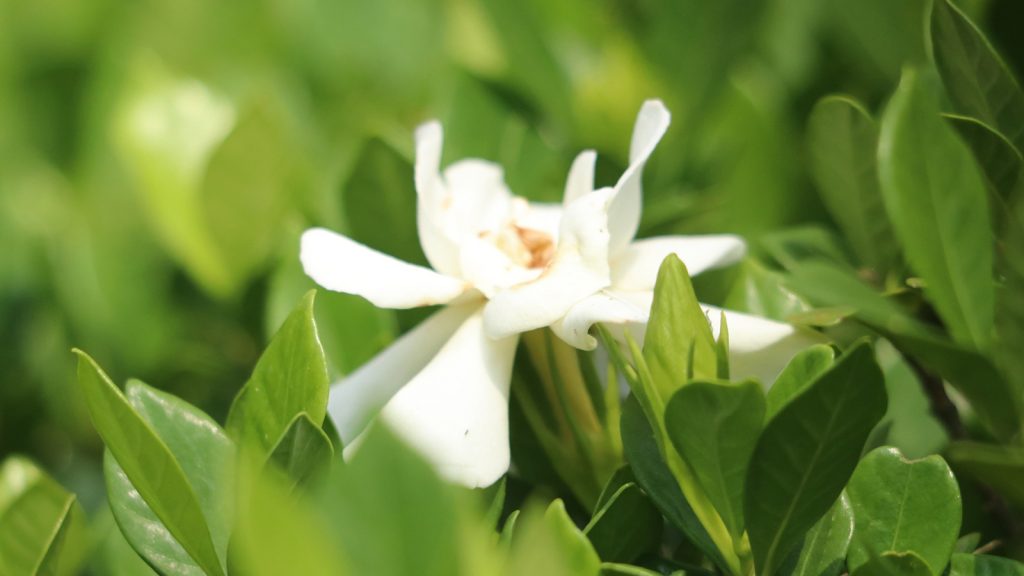গন্ধরাজ ফুল। বৈজ্ঞানিক নাম (Gardenia jasminoides)। এটি রুবিয়েসি পরিবারের অন্তর্ভুক্ত। রাজ্যমনিপাড়া, খাগড়াছড়ি।