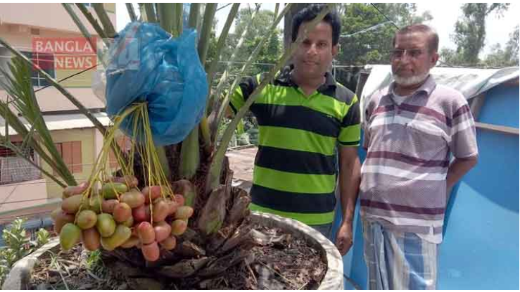 দিনাজপুরের মাটিতে আজোয়া খেজুরের চাষ