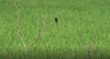 ভোলায় ফসলের পোকা-মাকর দমনে পার্চিং পদ্ধতির ব্যবহার বাড়ছে