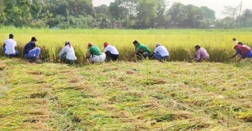 গাংনীতে ধানকাটা নিয়ে চিন্তিত চাষিরা