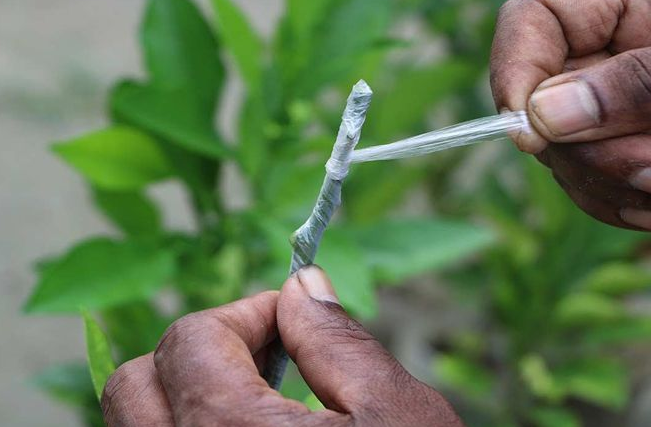 🥭ছাদে আমের কলমের চারা বাগান🌳
