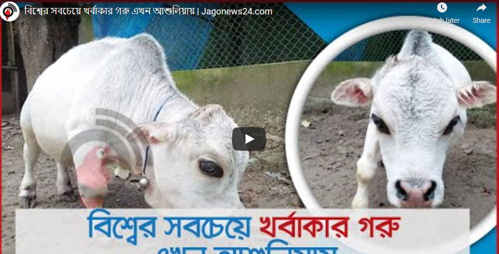 বিশ্বের সবচেয়ে খর্বাকার গরু এখন আশুলিয়ায়