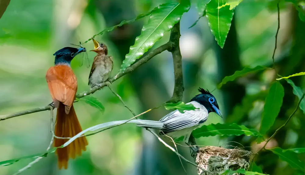 লম্বা লেজের দুধরাজ