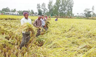 বোরো কাটতে বাড়তি খরচঃ হাসি নেই কৃষকের মুখে