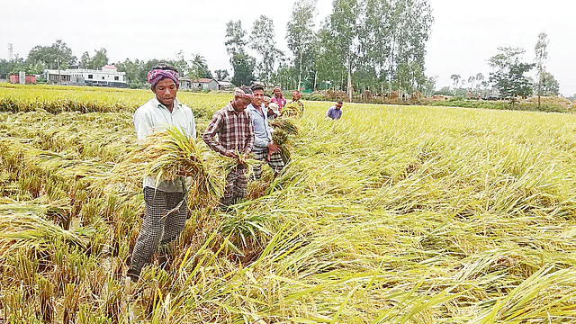 বোরো কাটতে বাড়তি খরচঃ হাসি নেই কৃষকের মুখে