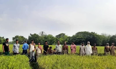 ব্যবসায়ীর কাছ থেকে বীজ কিনে কৃষকেরা ক্ষতিগ্রস্ত