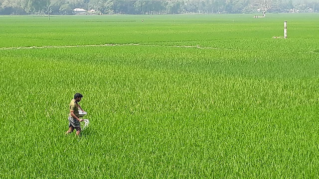 যুদ্ধের কারণে বাংলাদেশে হতে পারে সারের সংকট