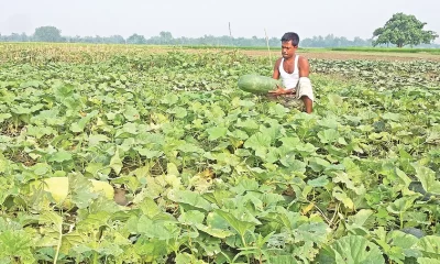 পেঁয়াজের ক্ষতি পুষিয়ে দিচ্ছে সাথি ফসল বাঙ্গি