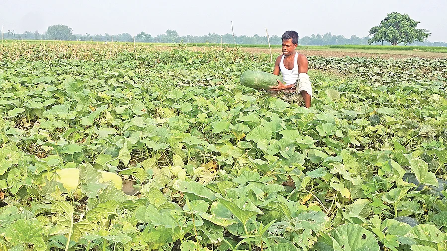 পেঁয়াজের ক্ষতি পুষিয়ে দিচ্ছে সাথি ফসল বাঙ্গি