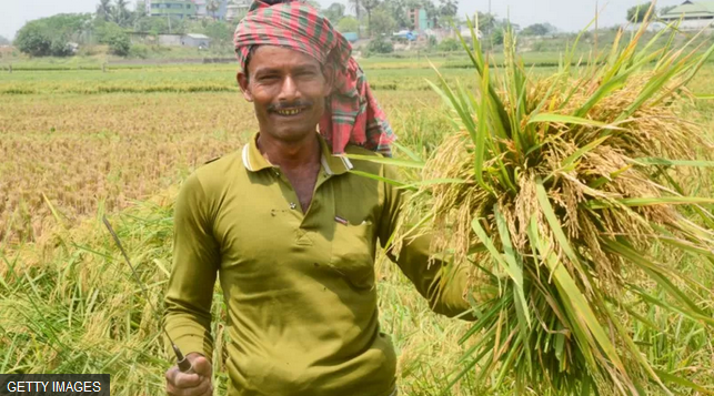 বাংলাদেশে খাদ্য উৎপাদনে সাফল্যের পেছনে সবচেয়ে বড় ভূমিকা রাখে কৃষক।