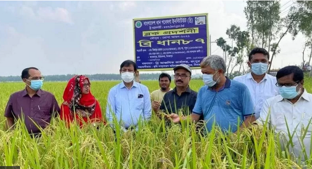 বাংলাদেশ ধান গবেষণা ইনস্টিটিউটের উদ্ভাবিত একটি উচ্চ ফলনশীল জাতের ধানের প্রদর্শনী প্লটে প্রতিষ্ঠানটির বিজ্ঞানী এবং কর্মকর্তারা।