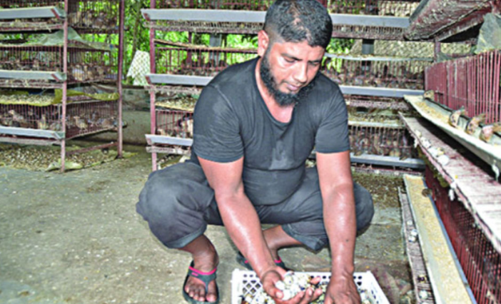 কোয়েল পাখি পালনে স্বাবলম্বী তরুণরা