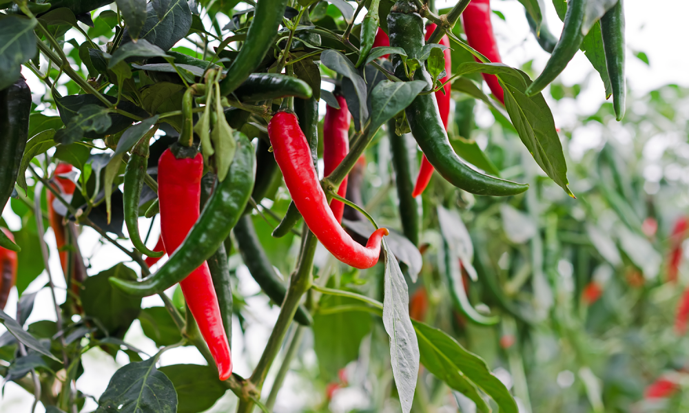 🌶️ মরিচ চাষ: আধুনিক পদ্ধতিতে বেশি ফলন 🌱