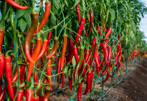 🌶️ মরিচ চাষ: আধুনিক পদ্ধতিতে বেশি ফলন 🌱 
