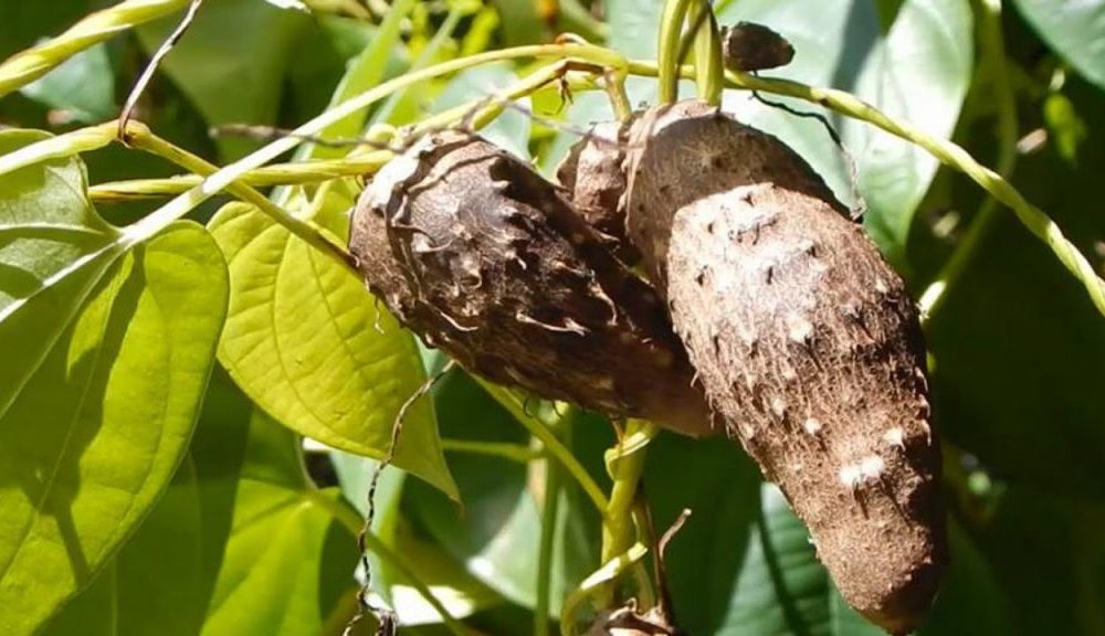 🌱মেটে আলুর চাষ পদ্ধতি ও উপকারিতা🥔