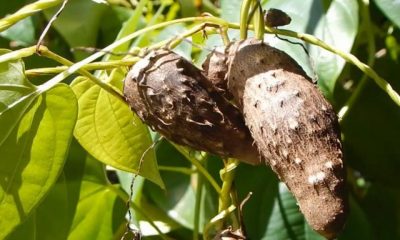 🌱মেটে আলুর চাষ পদ্ধতি ও উপকারিতা🥔