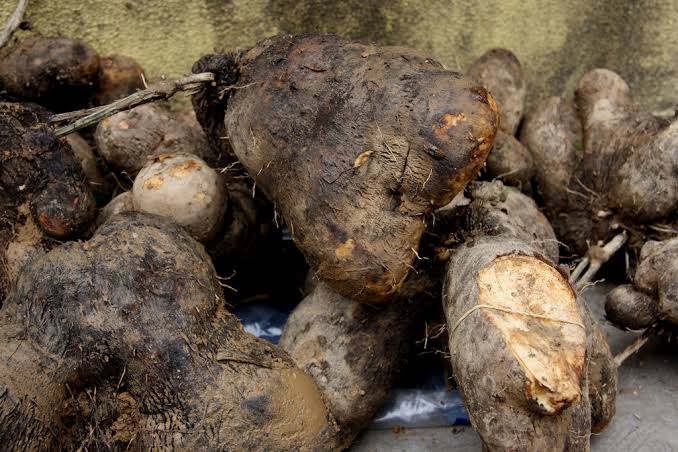 🌱মেটে আলুর চাষ পদ্ধতি ও উপকারিতা🥔 