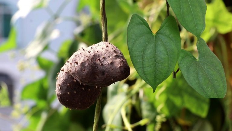 🌱মেটে আলুর চাষ পদ্ধতি ও উপকারিতা🥔 