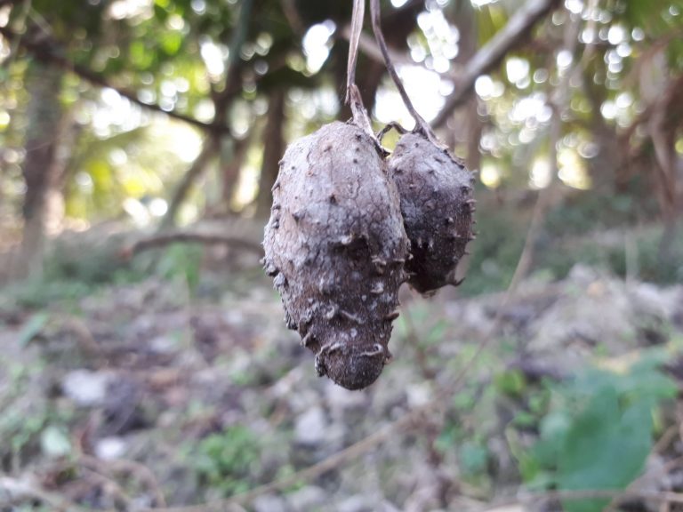 🌱মেটে আলুর চাষ পদ্ধতি ও উপকারিতা🥔 