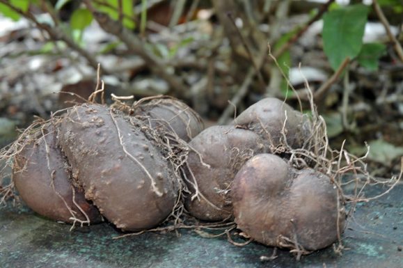 🌱মেটে আলুর চাষ পদ্ধতি ও উপকারিতা🥔 