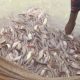 দেশি সুস্বাদু লাভজনক শিং মাছের চাষ পদ্ধতি