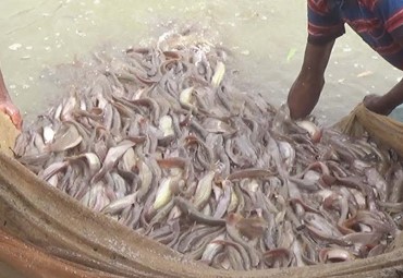 দেশি সুস্বাদু লাভজনক শিং মাছের চাষ পদ্ধতি