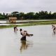 শীতকালে খাল-বিলের পানি কমে যাওয়ায় গ্রাম-গঞ্জে বেশ ঘটা করে মাছ ধরতে দেখা যায়।