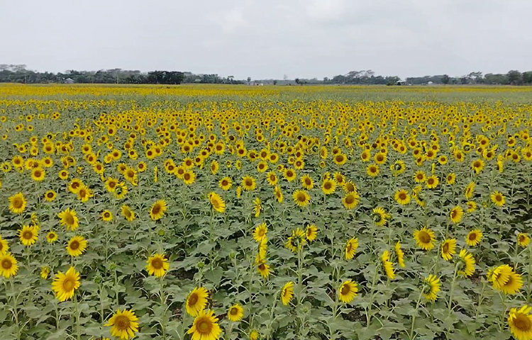 সূর্যমুখীর হাসি