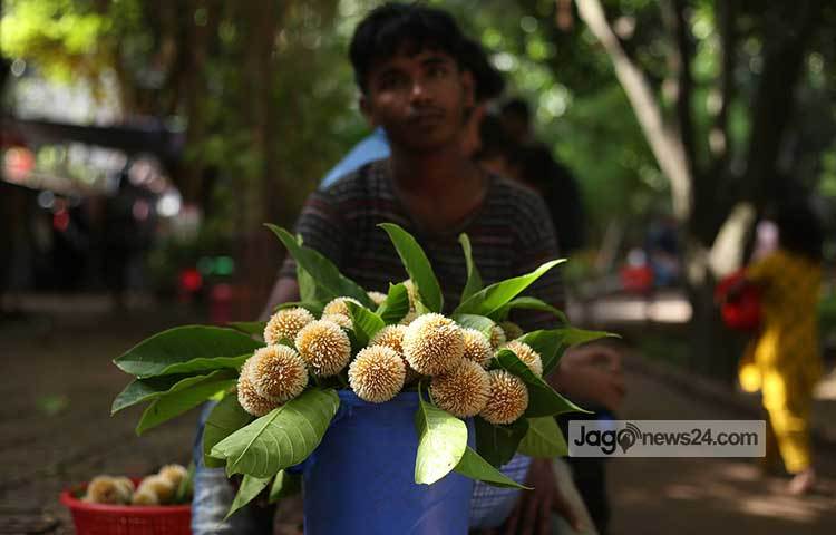 ক্রেতাদের অপেক্ষায় বসে আছেন এক কদম ফুল বিক্রেতা। ছবি: মাহবুব আলম