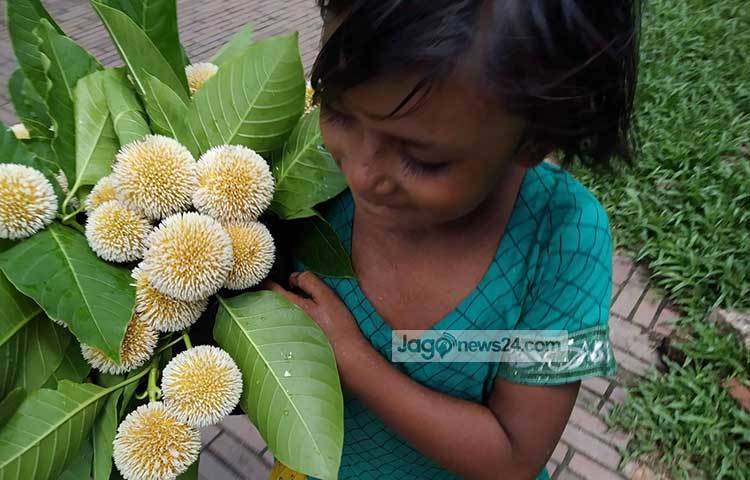 পার্কে কদম ফুল বিক্রি করছে এক পথশিশু। ছবি: মাহবুব আলম